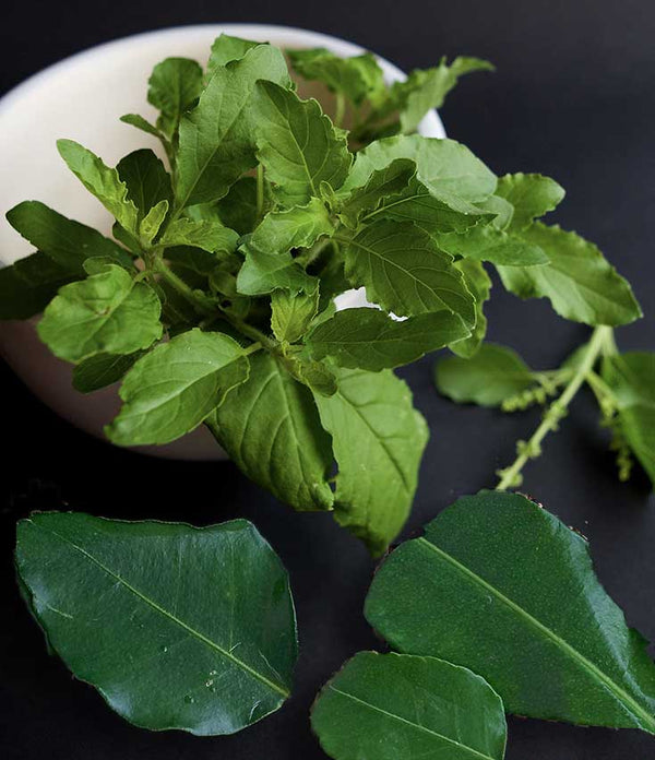 Where to buy Kaffir lime leaves or Thai holy Basil in the UK